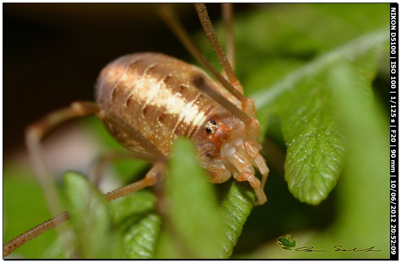 Opilio canestrinii da Villanova Monteleone 177